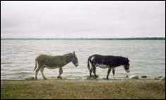 Donkeys_on_Lough_Ennell